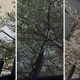 Image for article titled Nokia’s five-camera smartphone isn’t just a gimmick